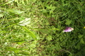 dsc02827.jpg