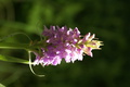dsc02828.jpg