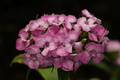 dsc02844.jpg