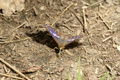 dsc02867.jpg