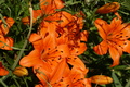 dsc02871.jpg
