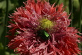 dsc02872.jpg