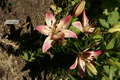 dsc02877.jpg