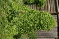 dsc02881.jpg