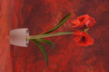 DSC00448.jpg