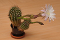 DSC00602.jpg