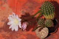 DSC00633.jpg