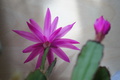 DSC00652.jpg