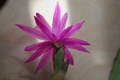 DSC00656.jpg