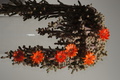 DSC00662.jpg