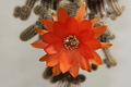 DSC00676.jpg