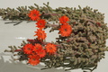 DSC00690.jpg