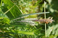 DSC00779.jpg