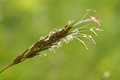 DSC00795.jpg