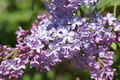 DSC00820.jpg