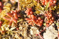 DSC00877.jpg