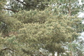 DSC00959.jpg