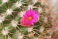 DSC00966.jpg