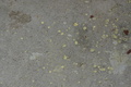 DSC00988.jpg