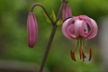 DSC01105.jpg
