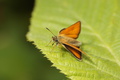 DSC01260.jpg