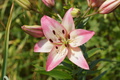 DSC01272.jpg
