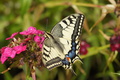 DSC01330.jpg