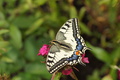 DSC01331.jpg