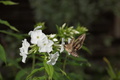 DSC01335.jpg