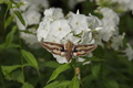 DSC01337.jpg