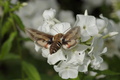 DSC01340.jpg