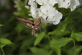 DSC01342.jpg
