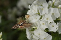 DSC01345.jpg