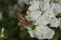 DSC01346.jpg