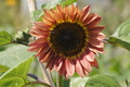 DSC01384.jpg