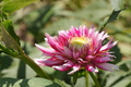 DSC01385.jpg