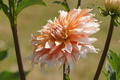 DSC01386.jpg