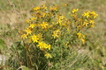 DSC01387.jpg