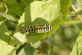 DSC01390.jpg