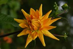 thumbs/Dahlia_dsc07656.jpg.jpg