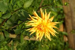 thumbs/Dahlia_dsc07735.jpg.jpg