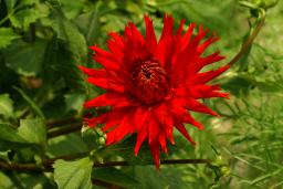 thumbs/Dahlia_dsc07737.jpg.jpg
