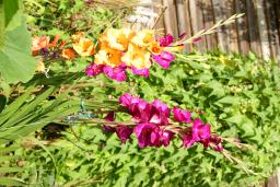 thumbs/Gladiolus_dsc07508.jpg.jpg