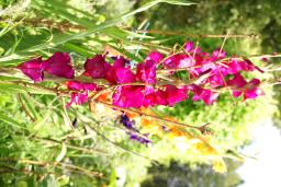 thumbs/Gladiolus_dsc07509.jpg.jpg