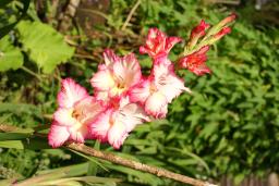 thumbs/Gladiolus_dsc07510.jpg.jpg