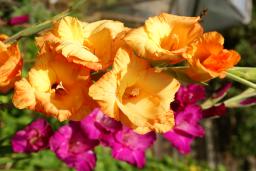 thumbs/Gladiolus_dsc07511.jpg.jpg