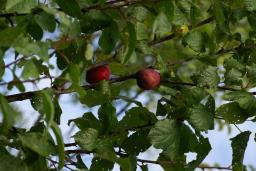 thumbs/Ploom_Niagara_dsc07673.jpg.jpg