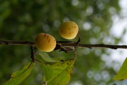 thumbs/Ploom_Zeta_piliens_dsc07672.jpg.jpg