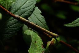 thumbs/Roovik_dsc07597.jpg.jpg