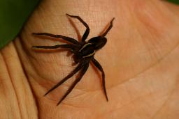 thumbs/Amblik_dolomedes_dsc06935.jpg.jpg